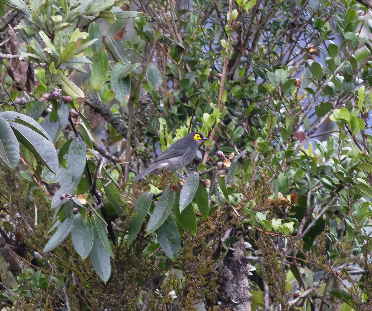 Smoky Honeyeater - ML616777555