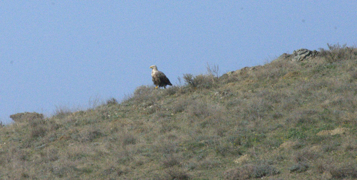 White-tailed Eagle - ML616777561
