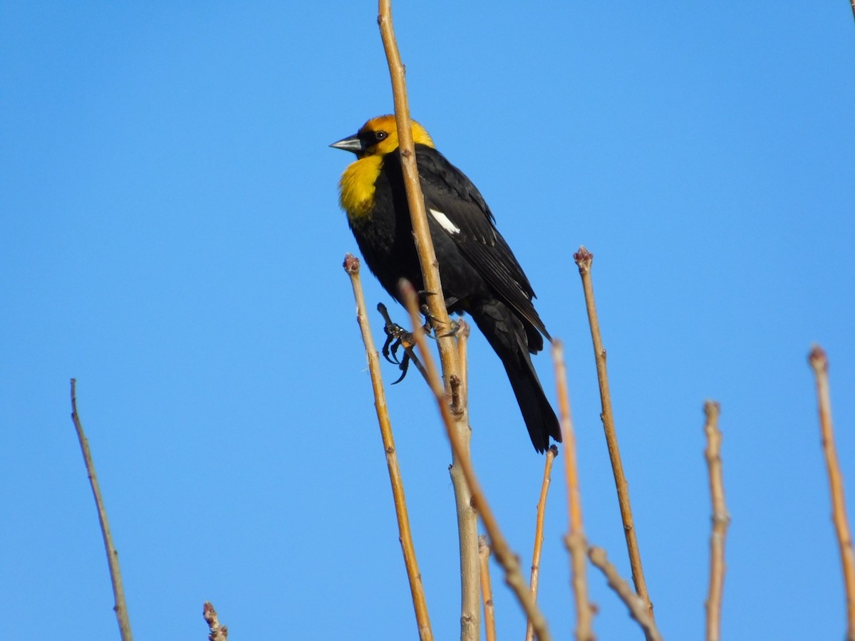 Yellow-headed Blackbird - ML616777562