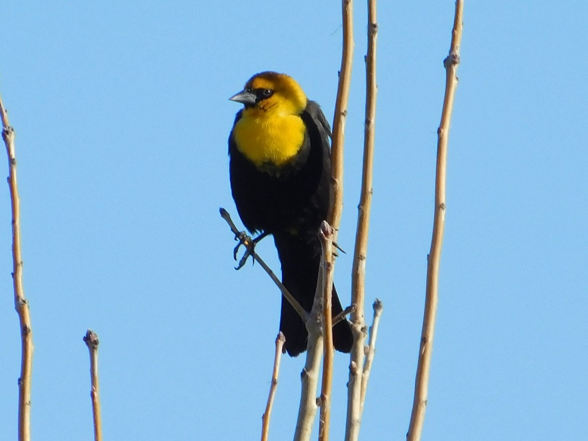 Yellow-headed Blackbird - ML616777563