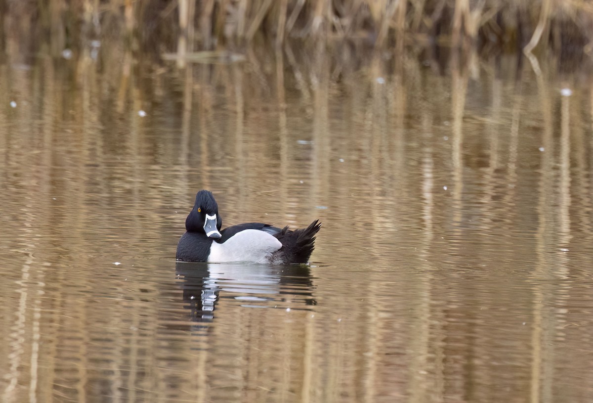 Ring-necked Duck - ML616777579