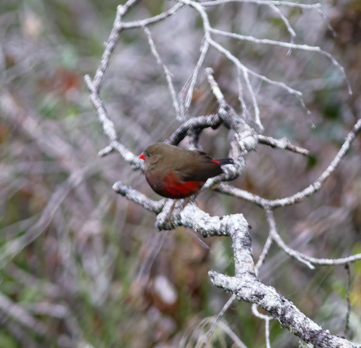 Mountain Firetail - Gary Rosenberg