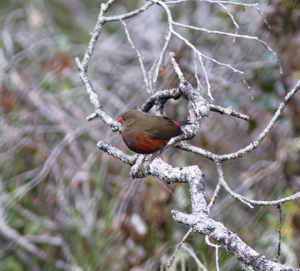 Mountain Firetail - ML616777598