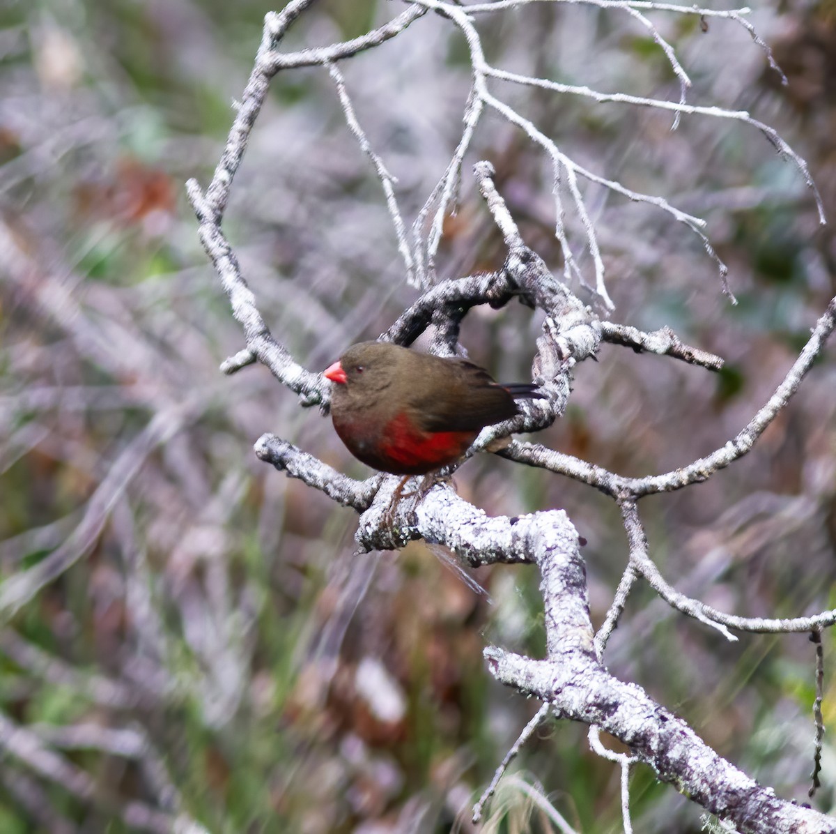 Mountain Firetail - ML616777599