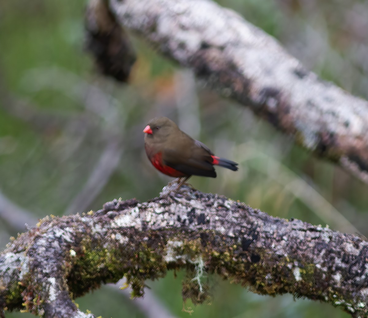 Mountain Firetail - Gary Rosenberg