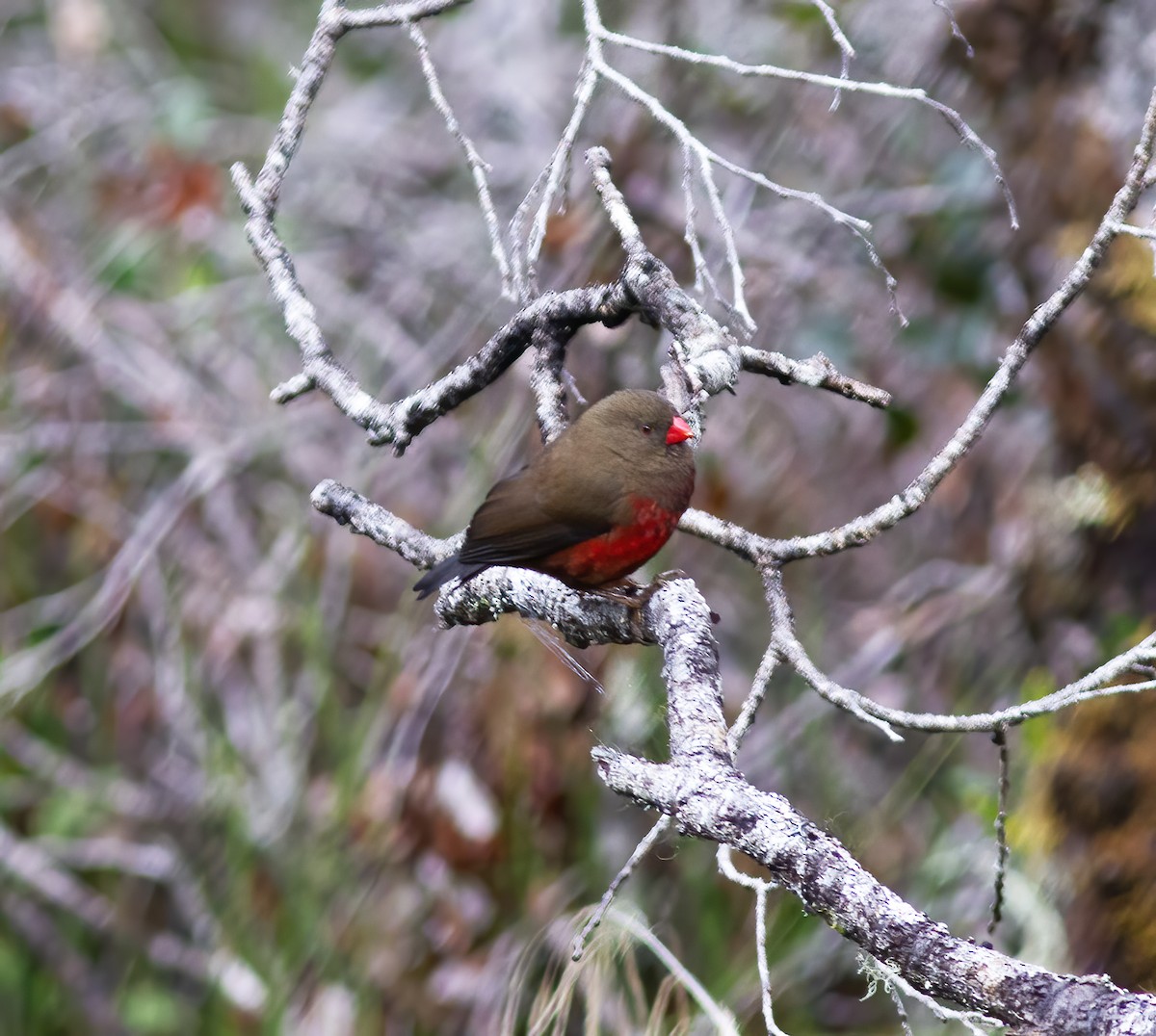 Mountain Firetail - Gary Rosenberg