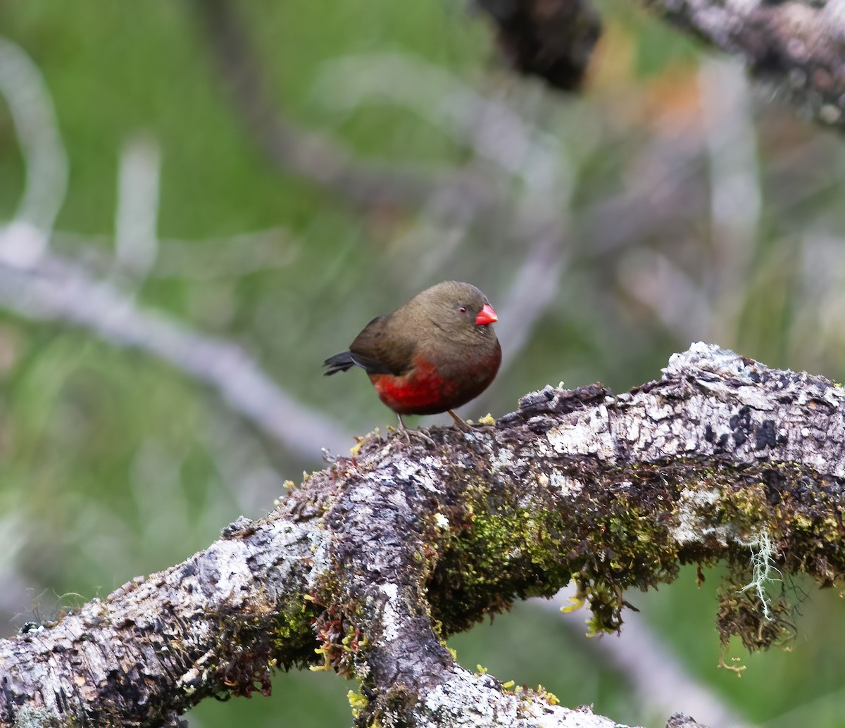 Mountain Firetail - Gary Rosenberg