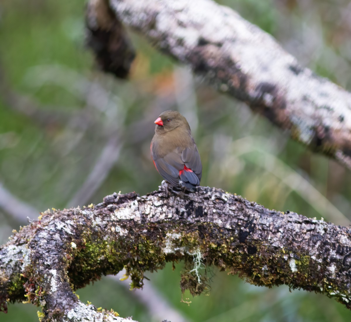 Mountain Firetail - ML616777606