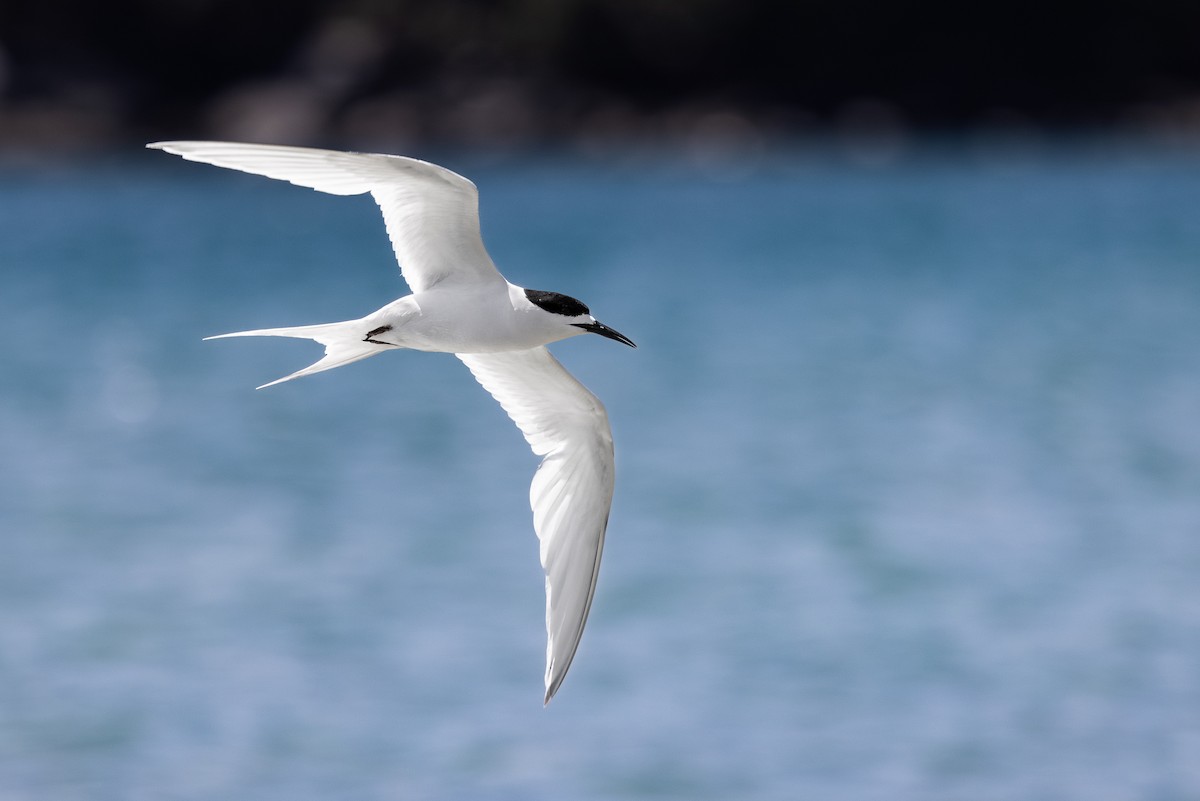 White-fronted Tern - Marcin Dyduch
