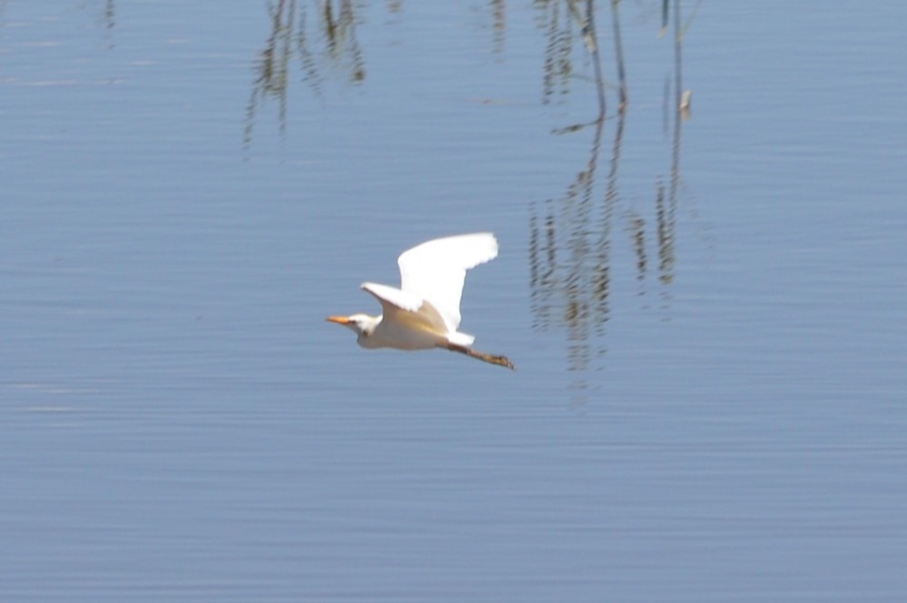 Snowy Egret - ML616777613