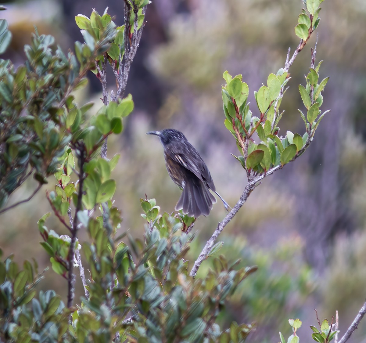 Gray-streaked Honeyeater - Gary Rosenberg