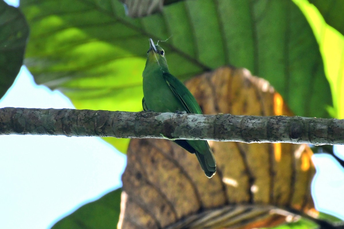 Philippine Leafbird - Ian Gardner