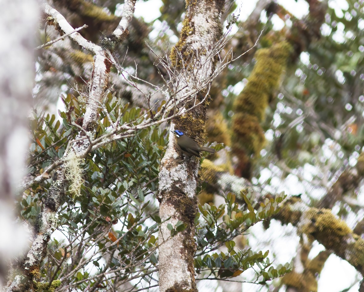 Blaukappenflöter - ML616777651