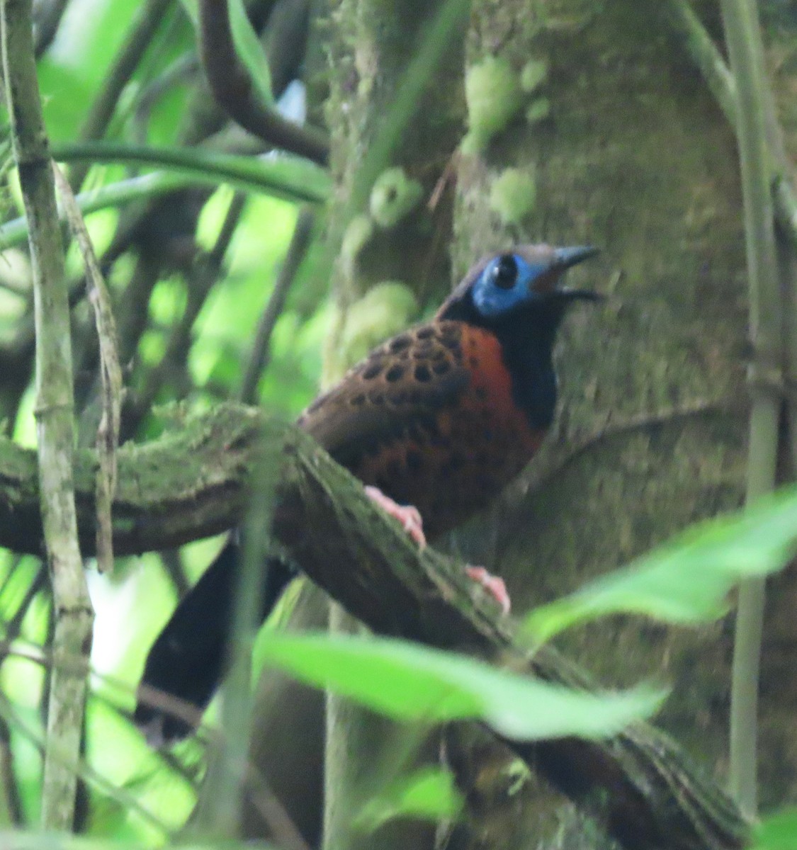 Ocellated Antbird - ML616777665