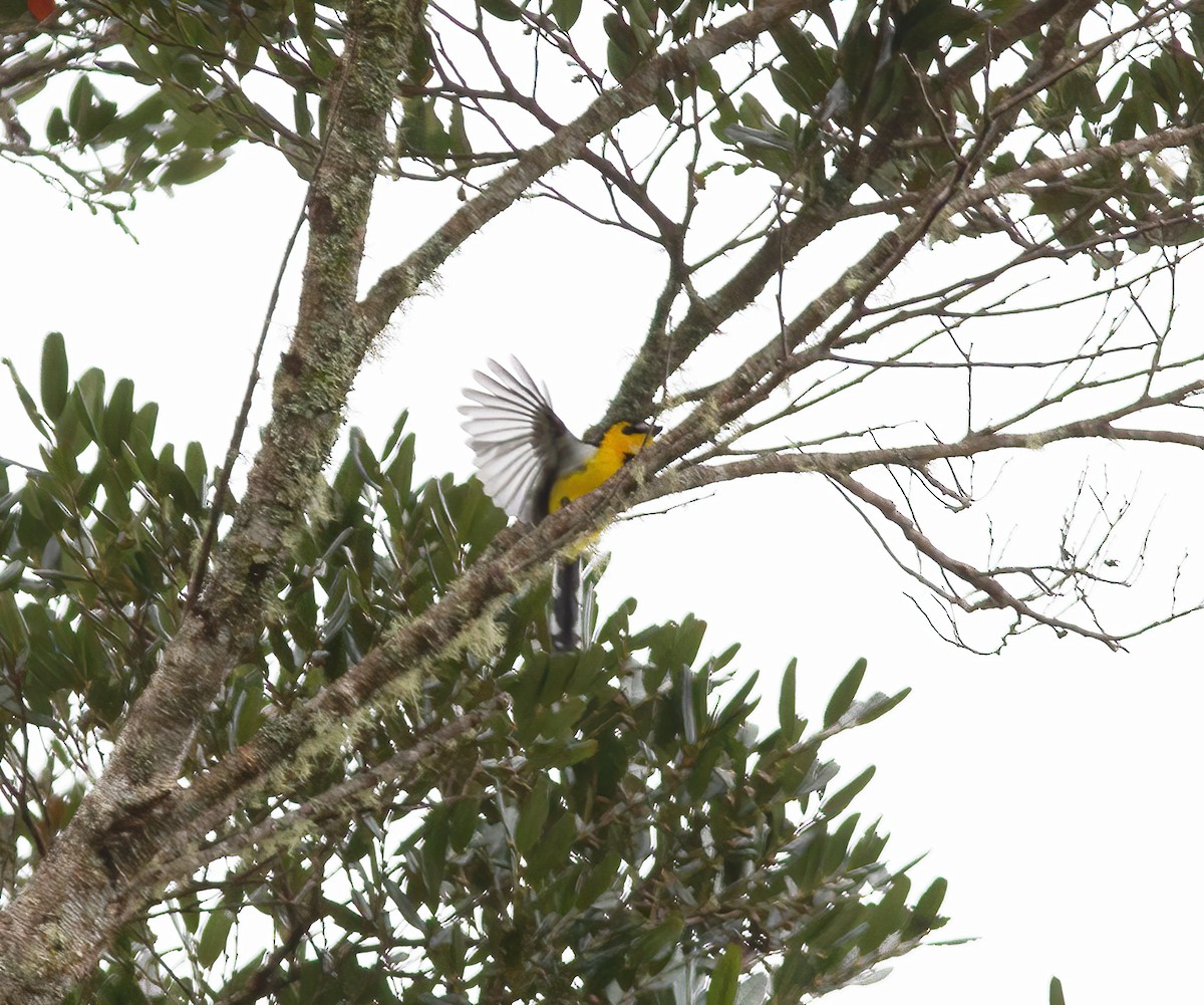 Black-breasted Boatbill - ML616777724