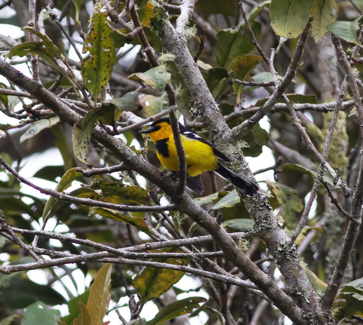 Black-breasted Boatbill - Gary Rosenberg