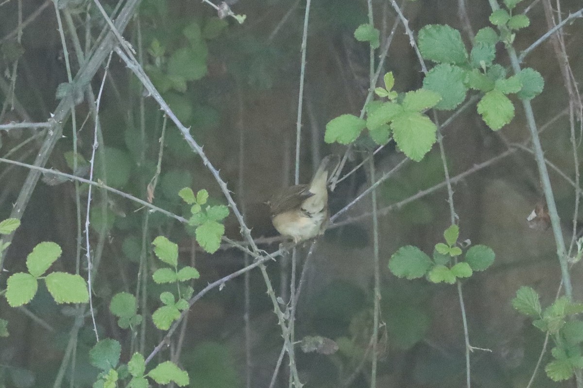 Common Reed Warbler - ML616777730