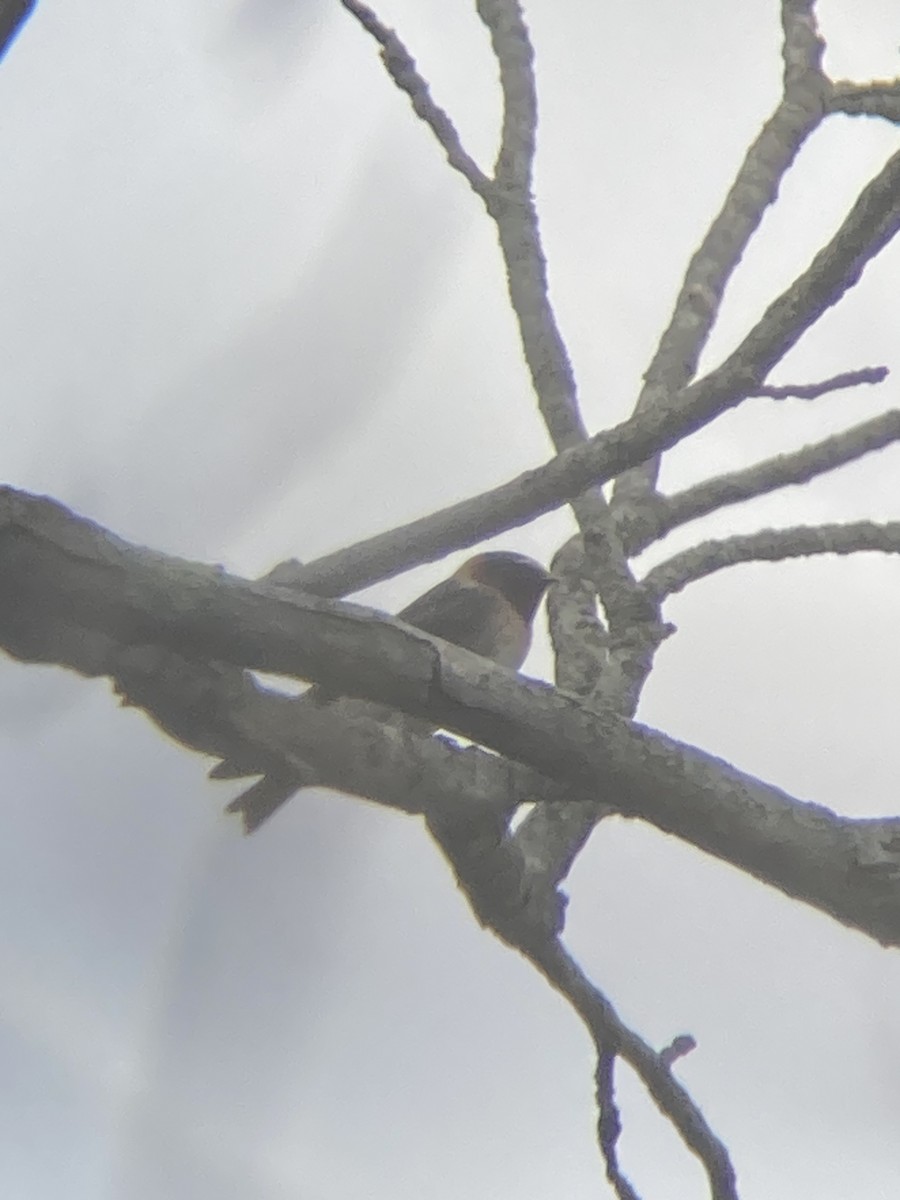 Cliff Swallow - ML616777745