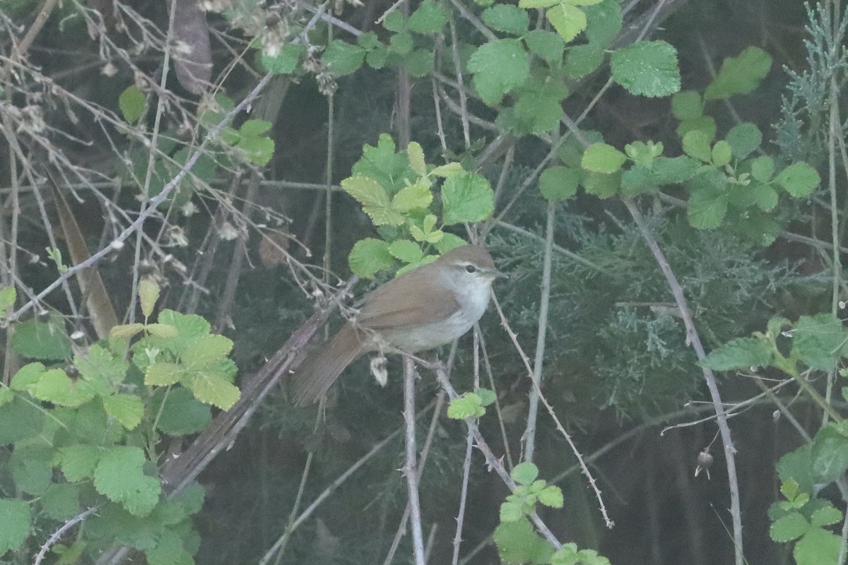 Cetti's Warbler - Max Ko