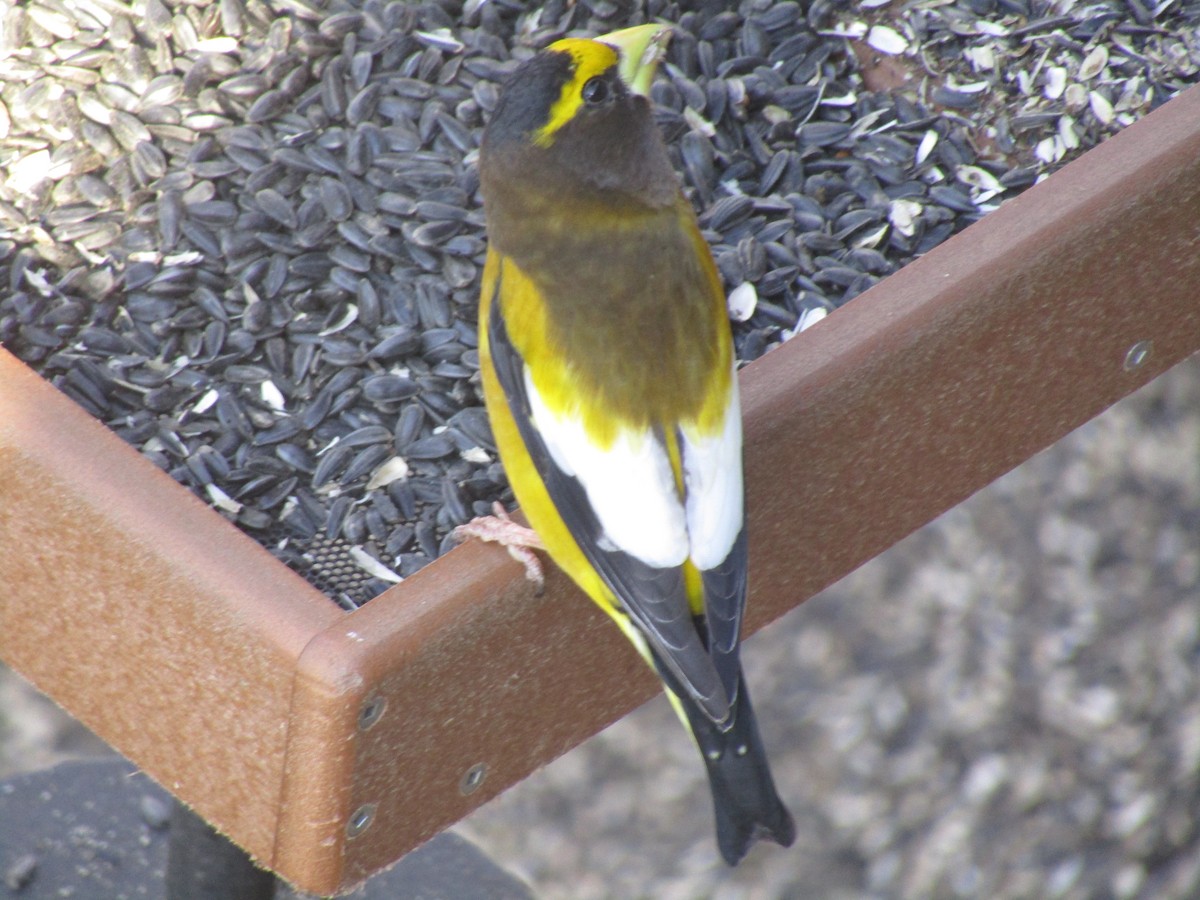 Evening Grosbeak - Jane Revell