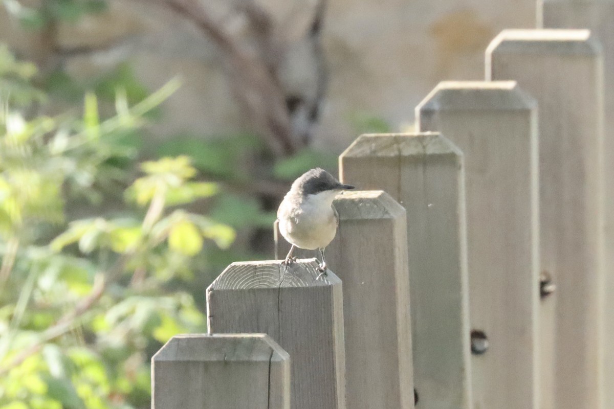 Eastern Orphean Warbler - ML616777781