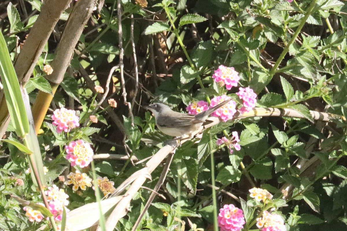 Eastern Orphean Warbler - ML616777782