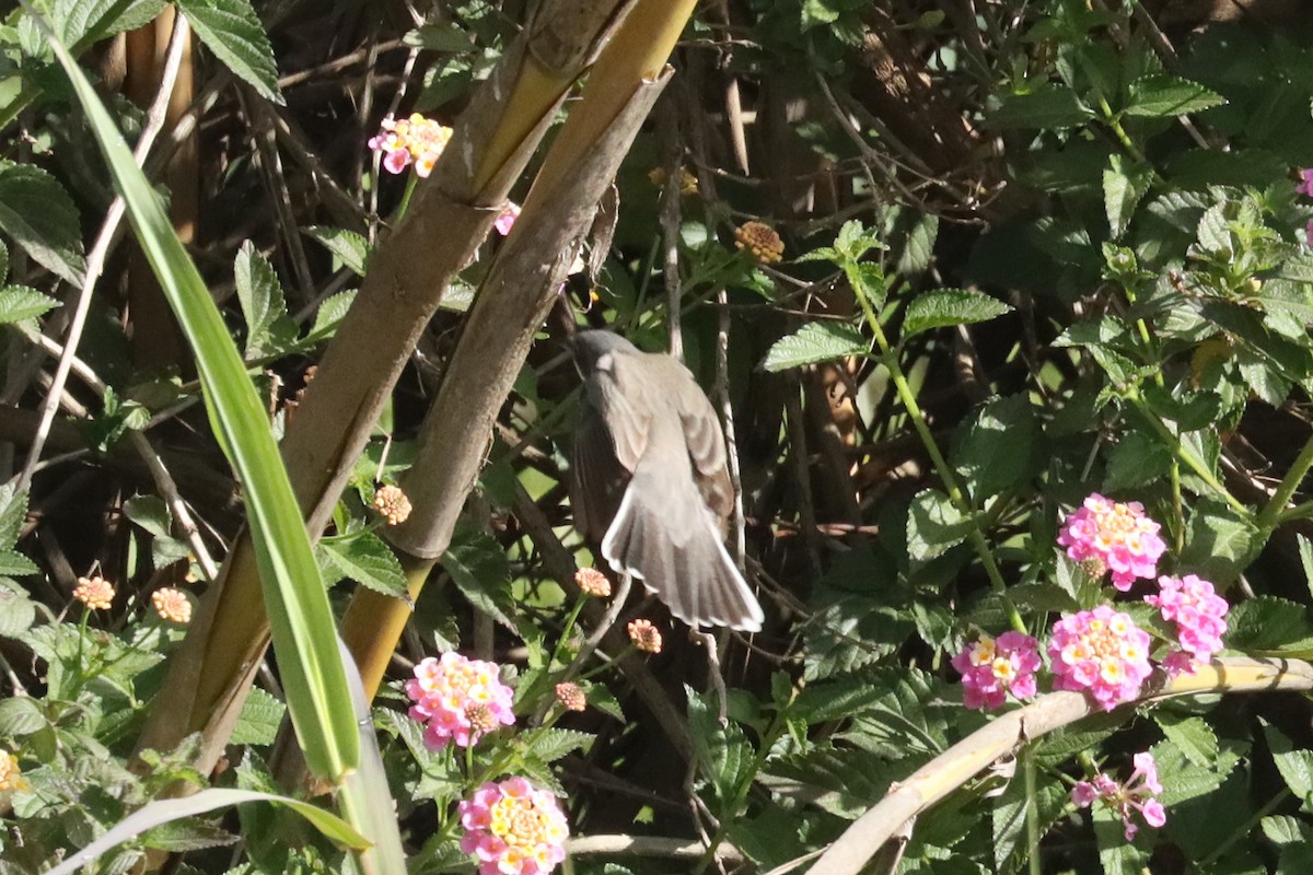 Том хошуут зэржгэнэ - ML616777783