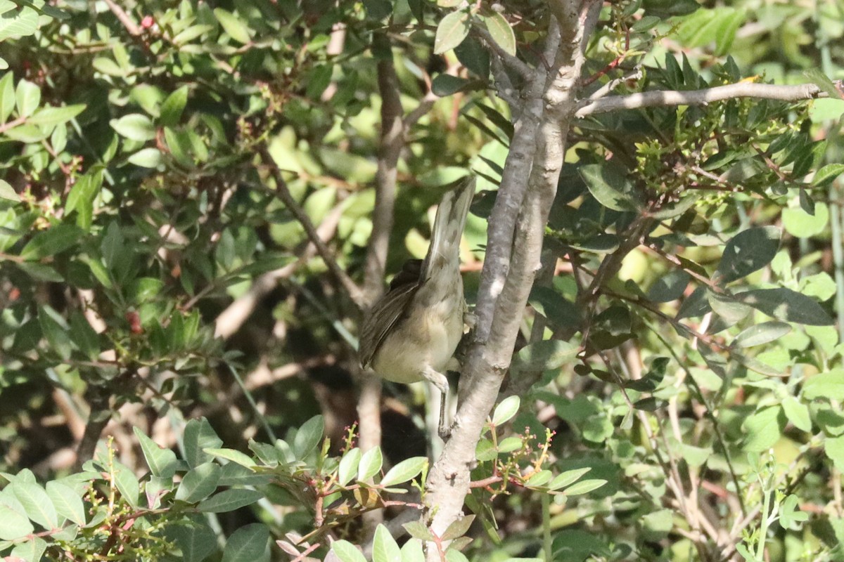 pěnice dlouhozobá - ML616777785