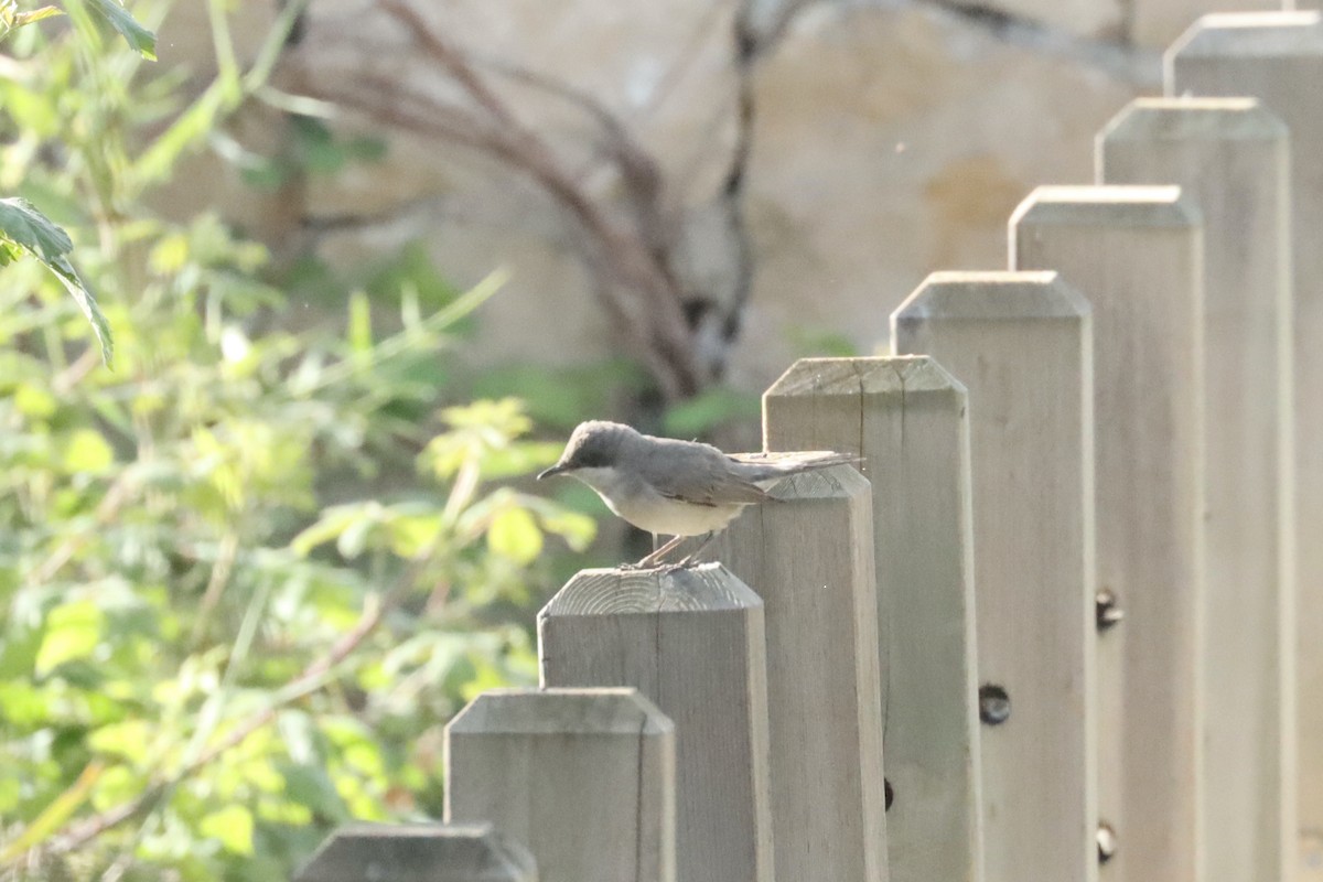 Eastern Orphean Warbler - ML616777786