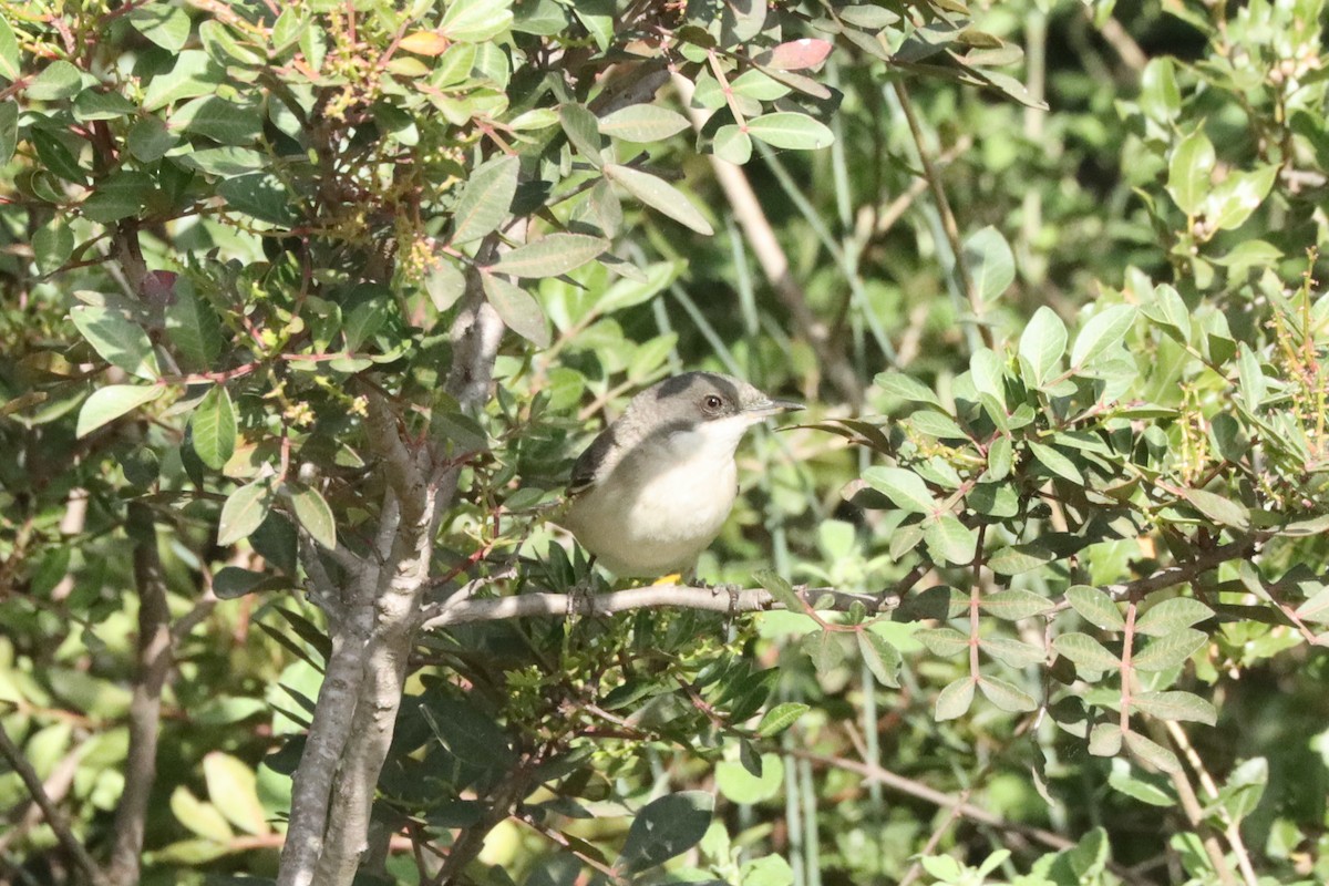 Том хошуут зэржгэнэ - ML616777787