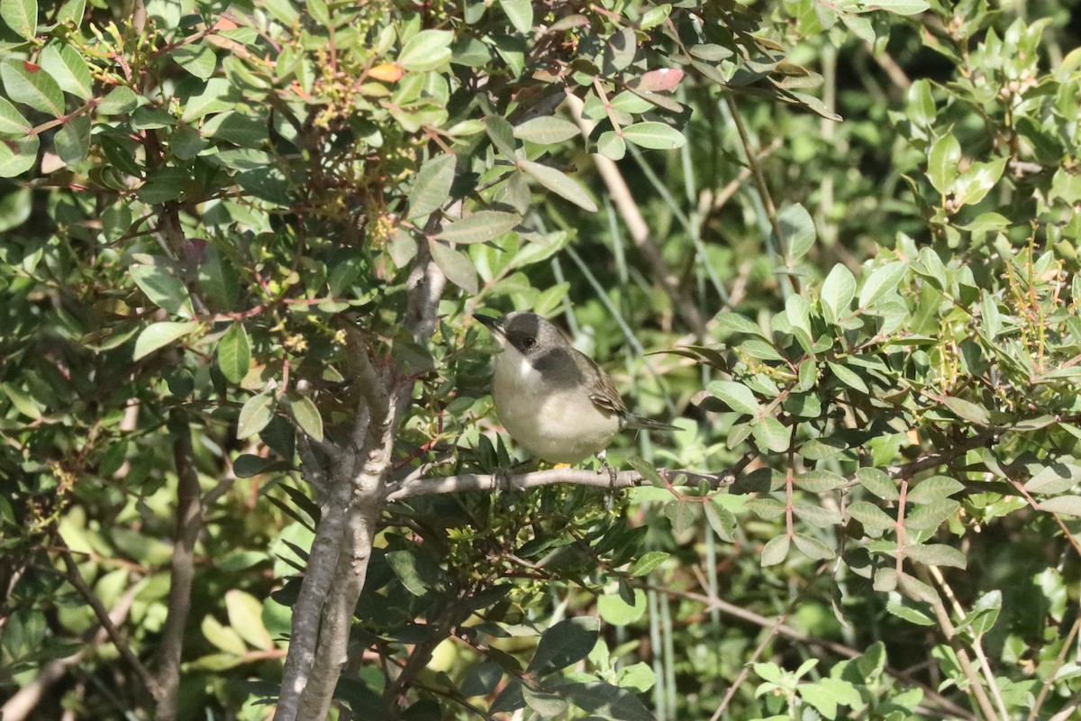 Том хошуут зэржгэнэ - ML616777788