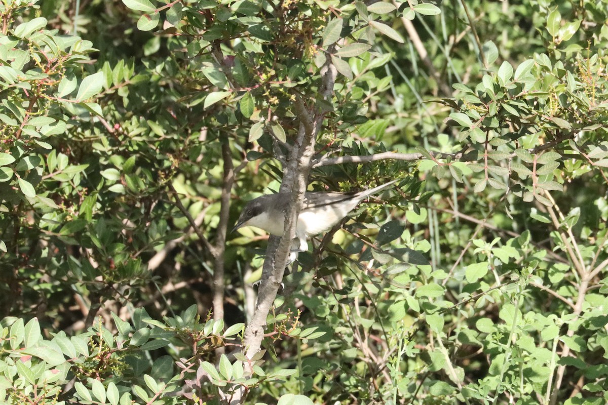 Eastern Orphean Warbler - Max Ko