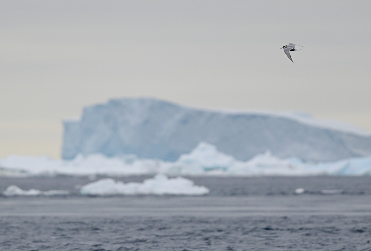 Antarctic Tern - ML616777801