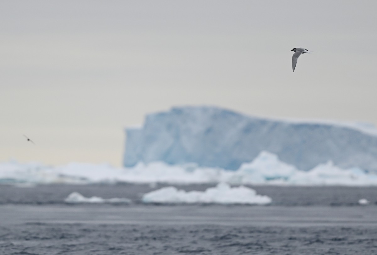 Antarctic Tern - ML616777836