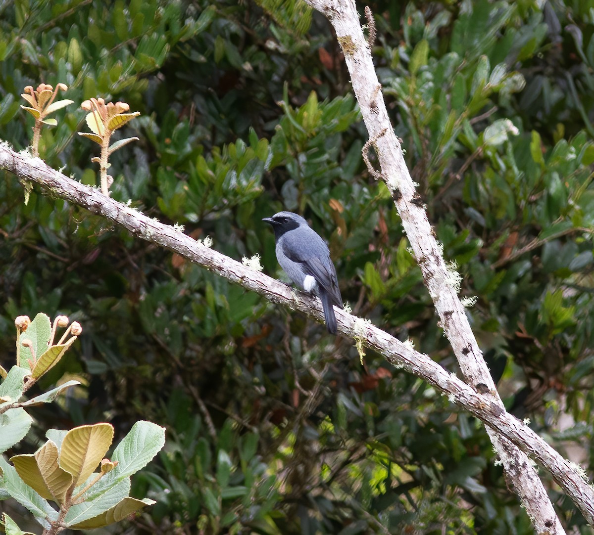 Petroica Gorjinegra - ML616777843