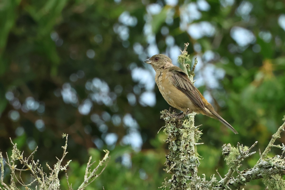 Tangara fourchu - ML616777850