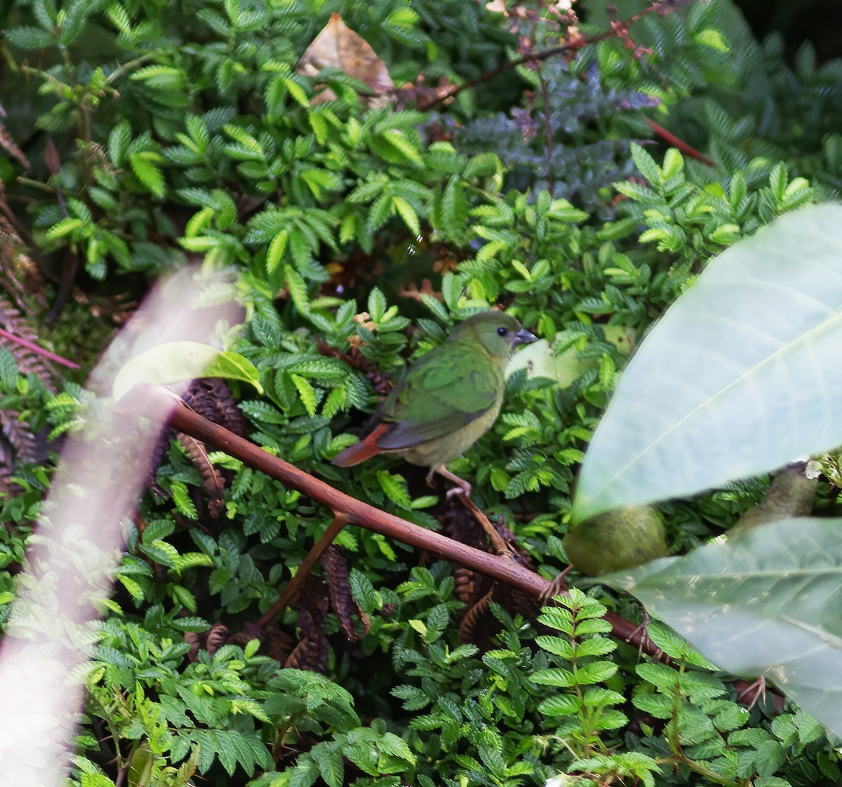 Blue-faced Parrotfinch - ML616777865