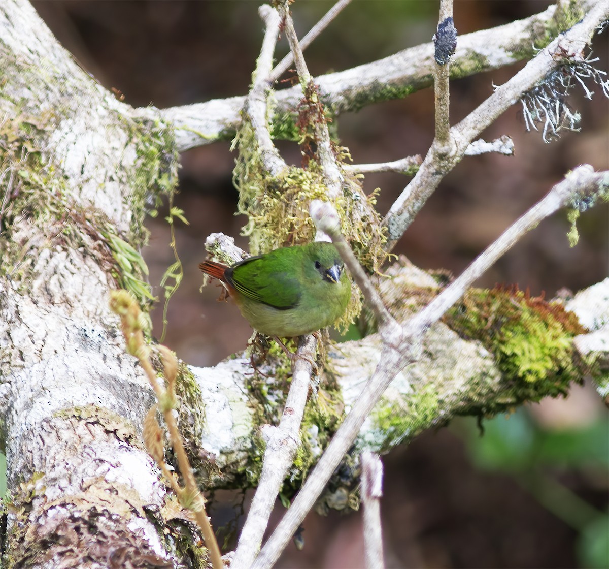 Blue-faced Parrotfinch - ML616777867