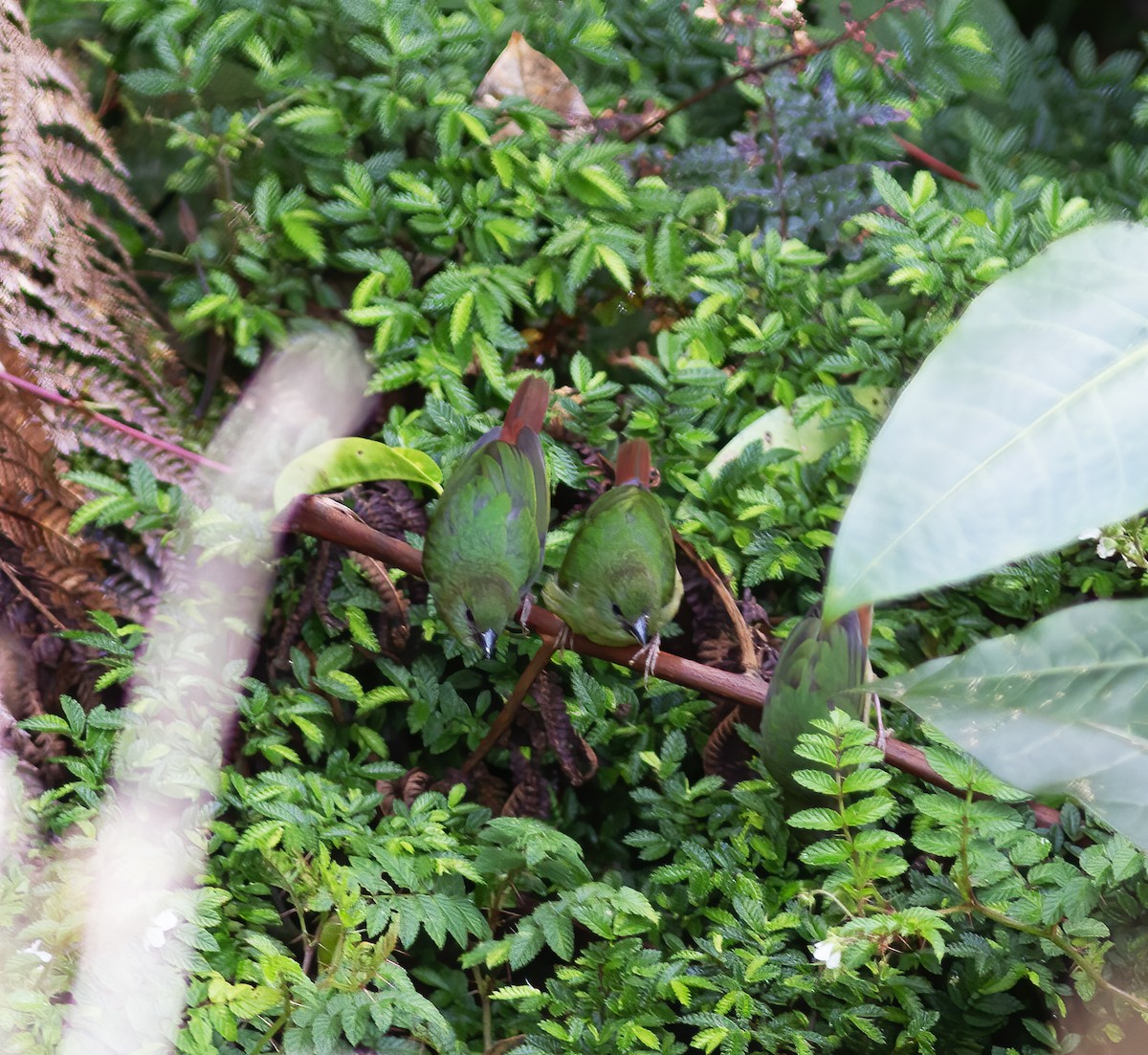 Blue-faced Parrotfinch - ML616777868