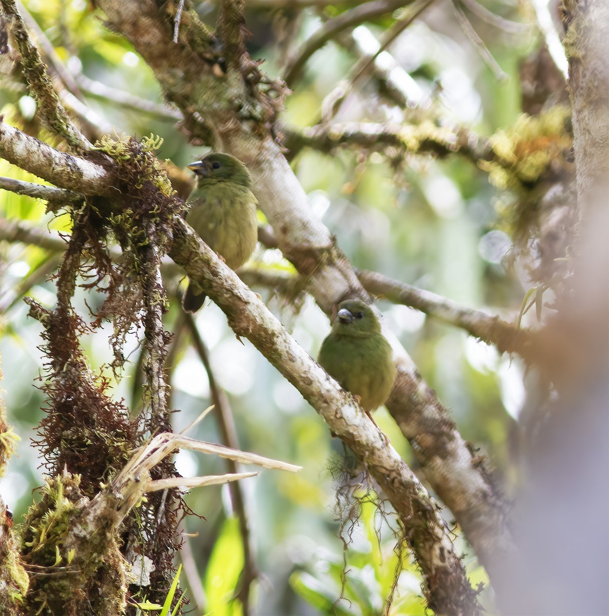 Blue-faced Parrotfinch - ML616777870