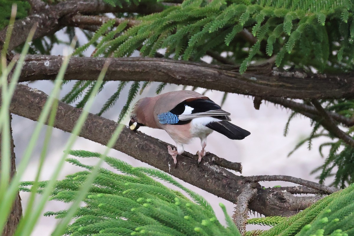 Eurasian Jay - Giuseppe Fusco