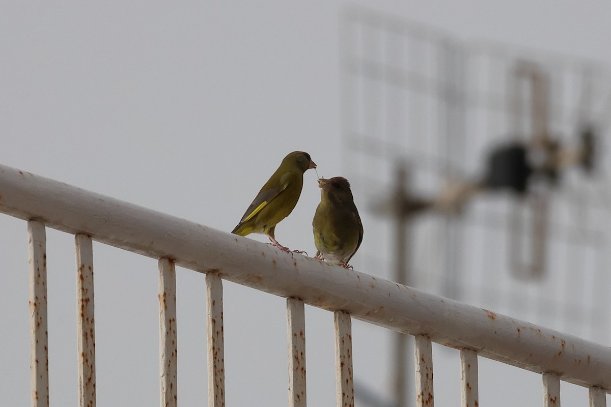 European Greenfinch - Giuseppe Fusco