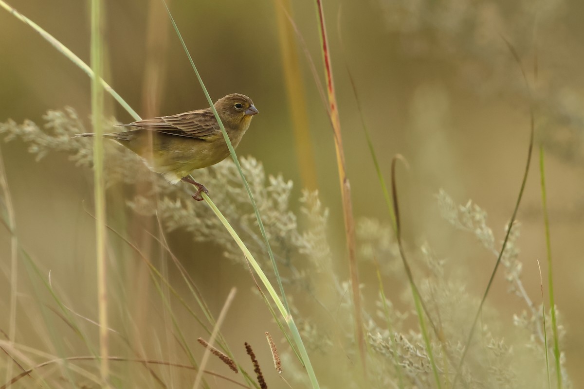 Grassland Yellow-Finch - Serge Rivard