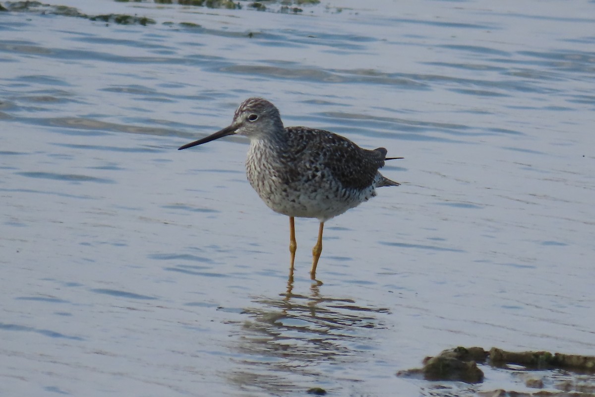 Greater Yellowlegs - Jon Selle