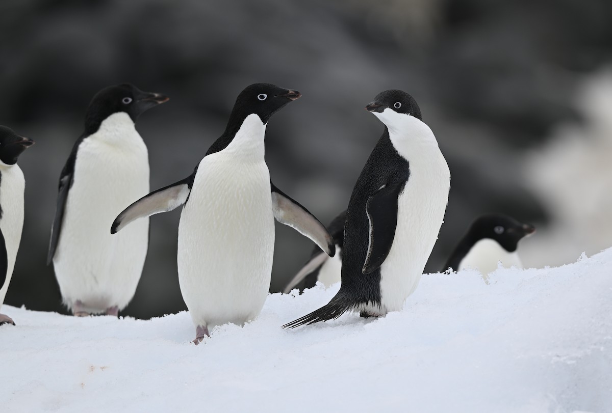 Adelie Penguin - ML616778018