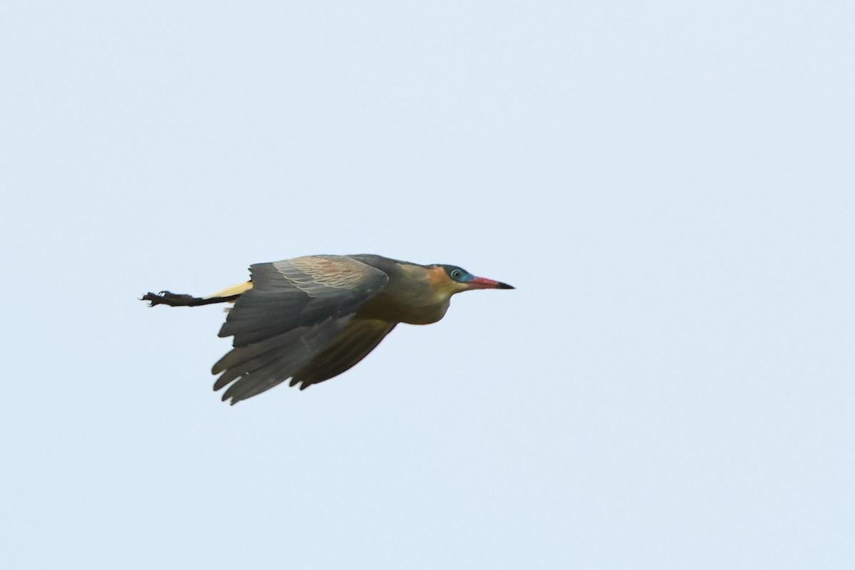 Whistling Heron - Serge Rivard