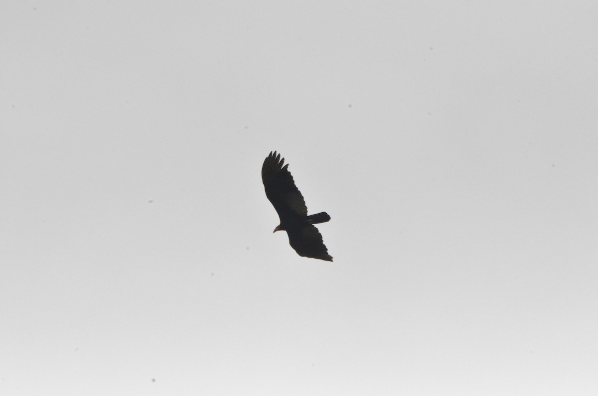 Greater Yellow-headed Vulture - ML616778099