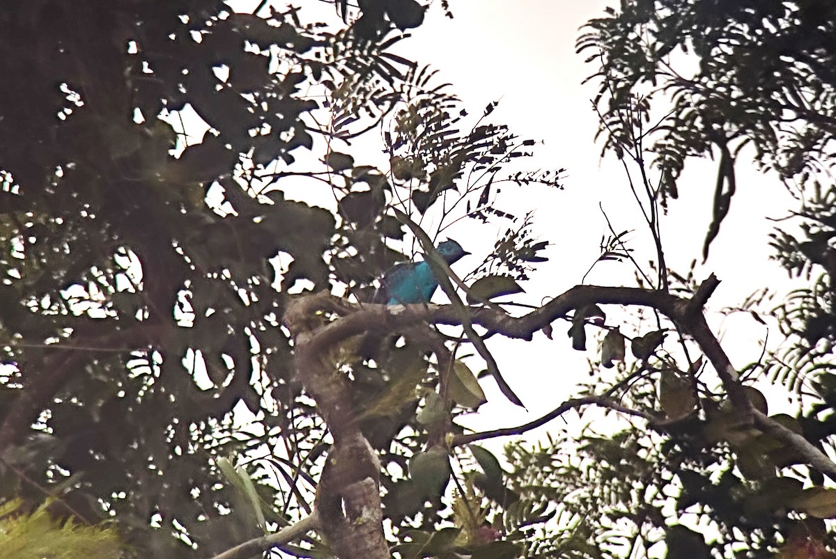 Cotinga de Cayenne - ML616778111