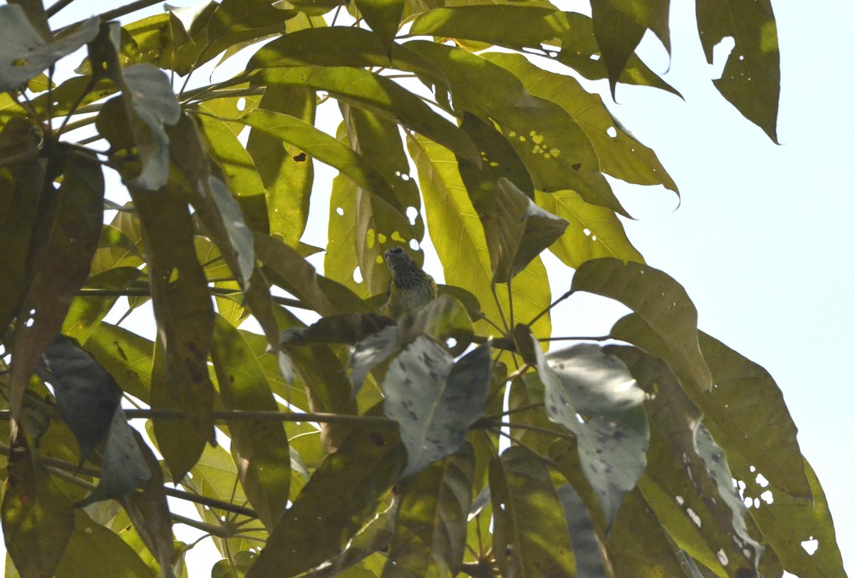 Spotted Tanager - Valentin  motteau