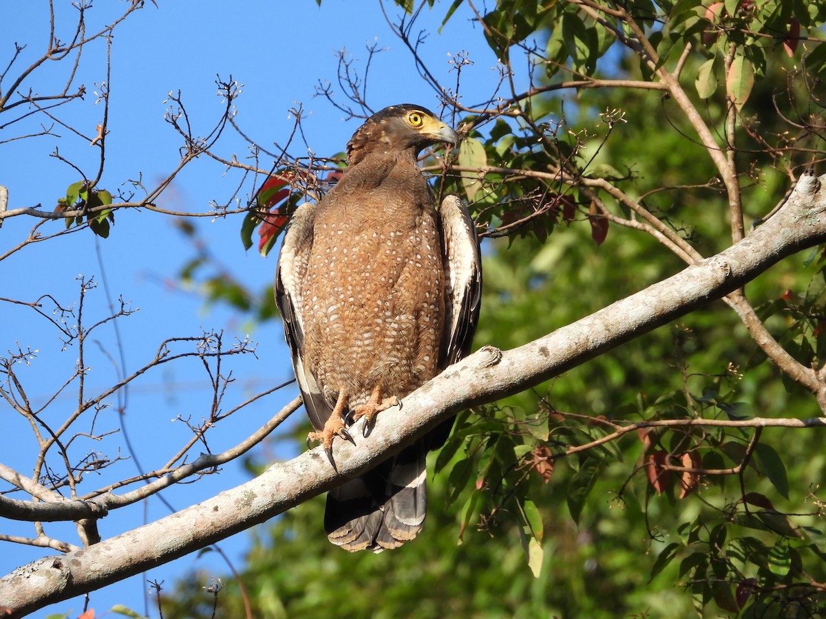Crested Serpent-Eagle - ML616778150